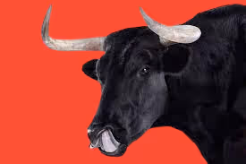 Bull