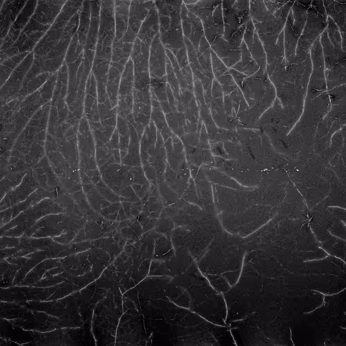 Lifeincelluloid