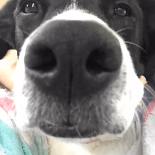 ESVA