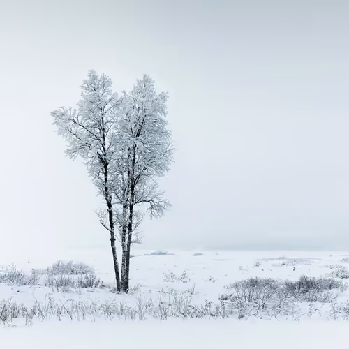 Frozensilence S3h2ODH2c6