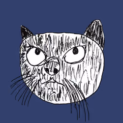 black cat
