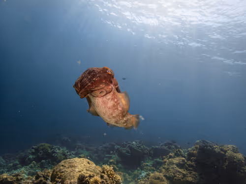 Item #85312989022681003031412442344927138418005148056611156667378218219720434253825 Media