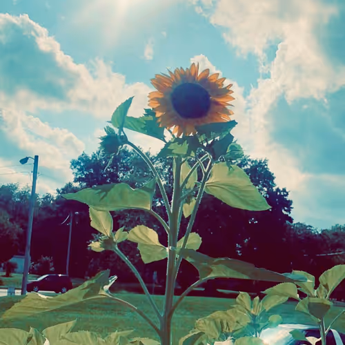 Keepitsimplesunflower 21