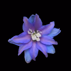Purple Blossom #56