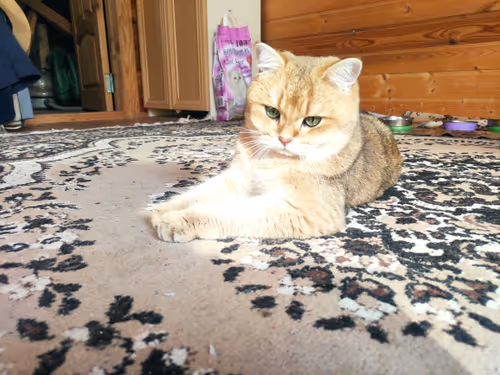 Item #46348599472569713654731178302084384440561957905567404983387339775661372866561 Media