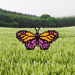 Skipper The Butterfly