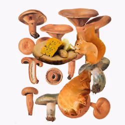 swiss alpine mushroom collection collage  #7 "lactarius deliciosus"