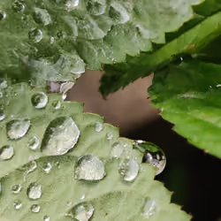 Green Leaf Droplets 01