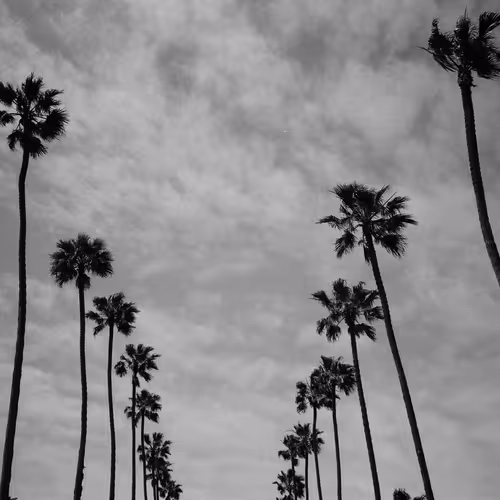 Black Palms