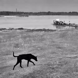 The lone dog