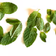 The  Mint Memes