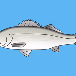 Seabass
