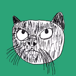 black cat