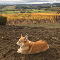 Griffin the Corgi #010