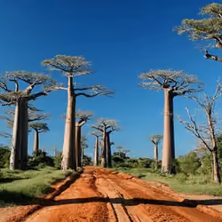 Baobab Madagascar