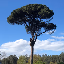 arbol 11