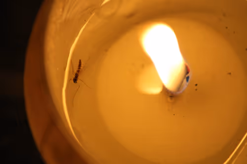 Item #51124555051901614330264480006545612592022390906904121289505624519527771406337 Media