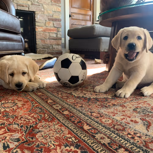 Untitled Collection #142113272