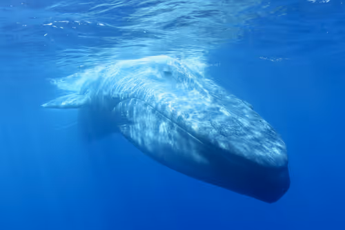 Item #61113597711829508019705348607354266595254896620371709928421355886833844617217 Media