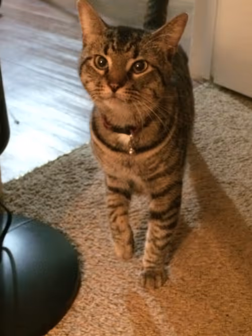 Item #66606156072709355934010029988918331953979457548915006299011308042402282864641 Media