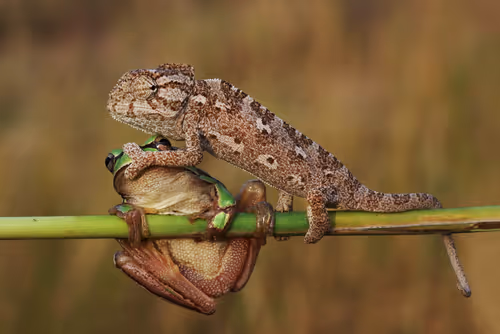 Item #46489417000291226803390193278171395337984998557476228483069898603042766323713 Media