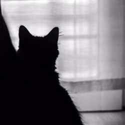 black kitty 