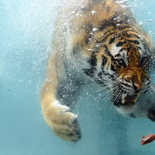 Untitled Collection #253128585