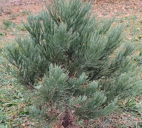 The closest we get to immortality