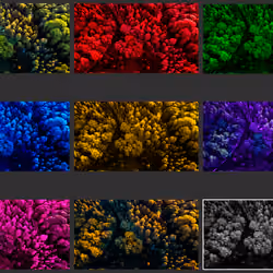OVERVIEW Sonian Forest Treetops, part one.