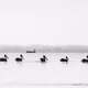 110723820716539984146258339559246645174065377375861674701181586493521568727041