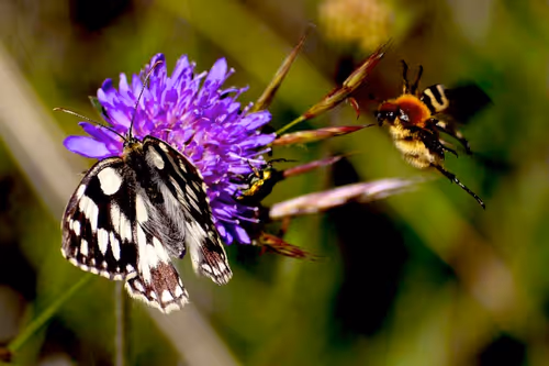 Item #90242850713282573943473333333408540290237184150123135597774242540784061513729 Media