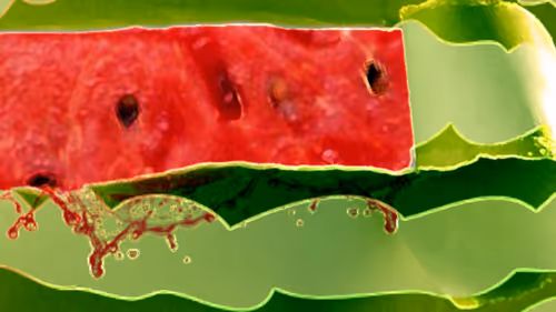 Item #36485824513700346925635491140101516969102708701637270493589642944319779241985 Media