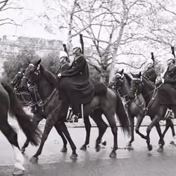 The Queens Horses