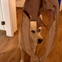 62175267119956854346768101641824727859604734918017792062945530268912367697921