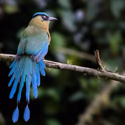 Andean Motmot by Pablo Andres Ortgea