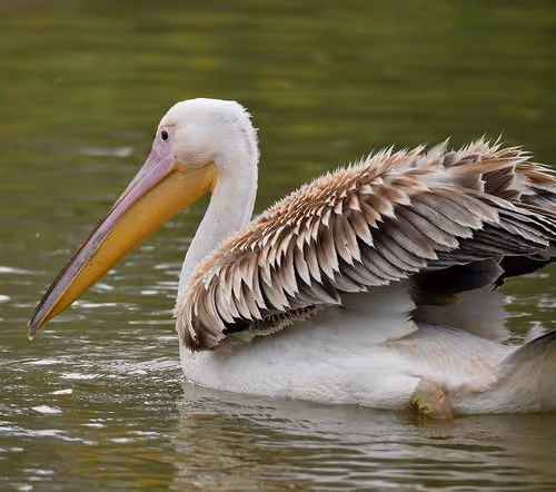 Pelecanus
