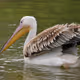Pelecanus