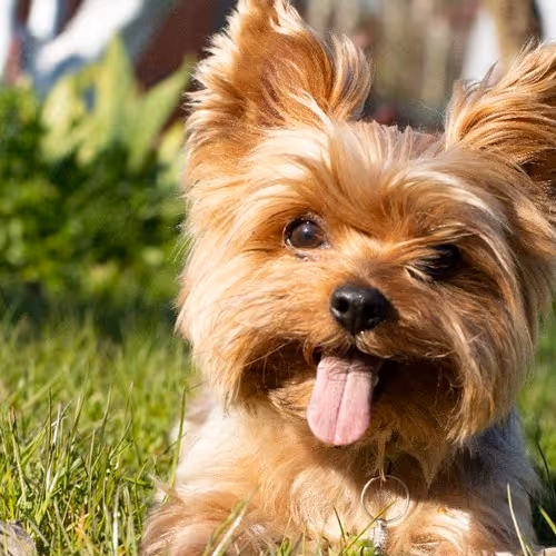 Happy smile