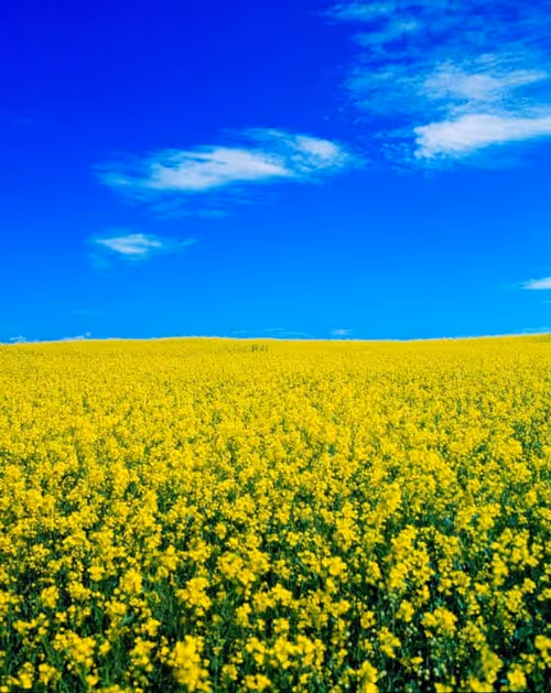 Item #82086394152813496729852745644400301310809698688948886085589871409825753071617 Media