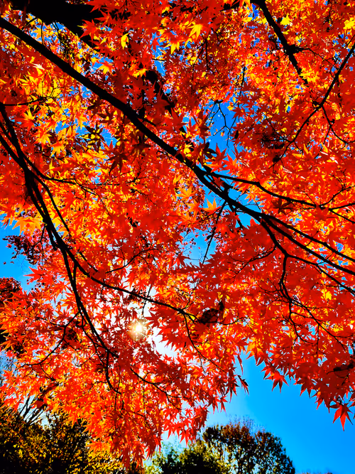 Item #21226432917160216179699714668297725626108258073525100821406135240096181387265 Media