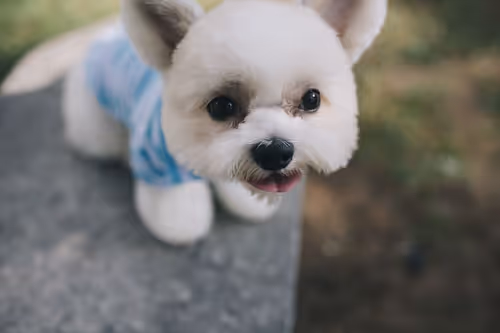 Item #21607923784025543658024067331009769919395041958272689574271021091374575386625 Media