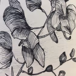 Aconite
