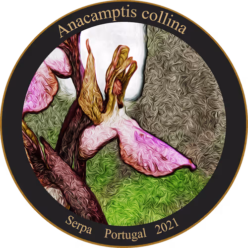 Item #83346383481971607988729477170446348570292642791419063456680174176990157340673 Media