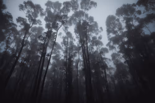 Item #31788909356613404137048829070137069187400346678612286943977180891657799729153 Media