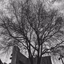 Central Nervous Tree.