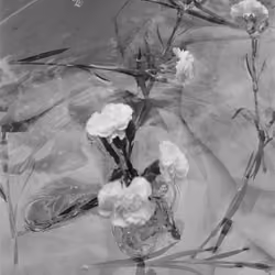 A flower study - 4