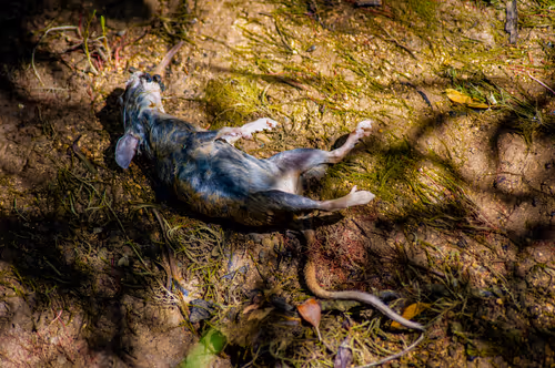 Item #69779279793312991240489662721218422936190169407892673104950858320678358089729 Media