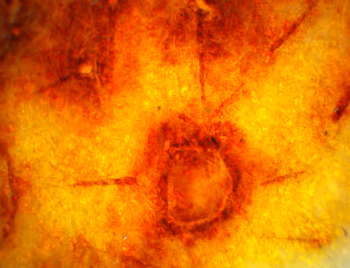 Item #71646257518770613568983710813551014237803002136866425209291834280281261473793 Media