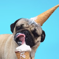 Pug Lyfe 015