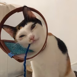 cat kitty1